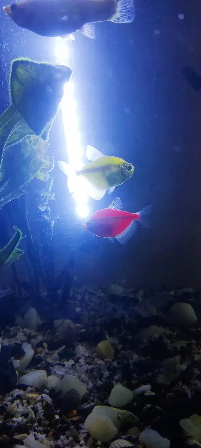 ماهی کالرویدو|ماهی|ساوه, |دیوار