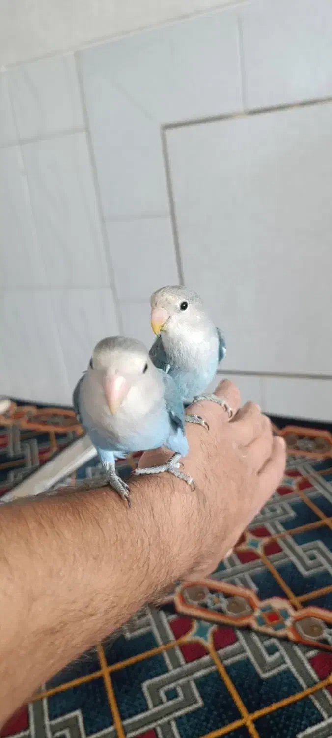 کوتوله|پرنده|فولادشهر, زاینده رود|دیوار