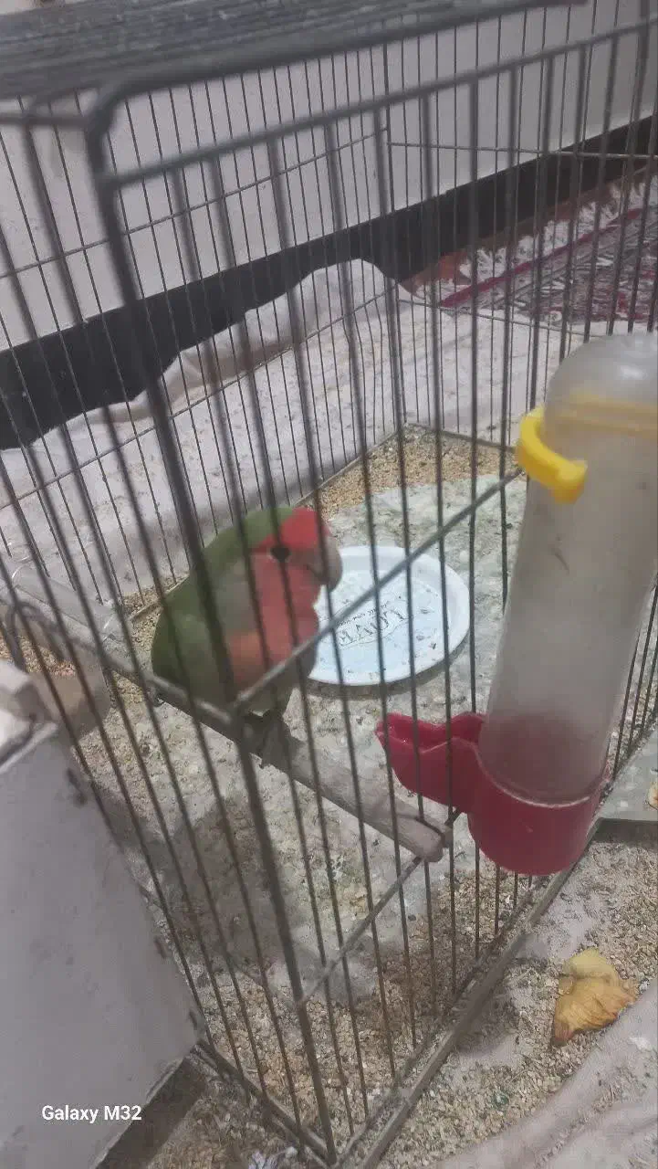 جفت طوطی برزیلی مولد|پرنده|شوشتر, |دیوار