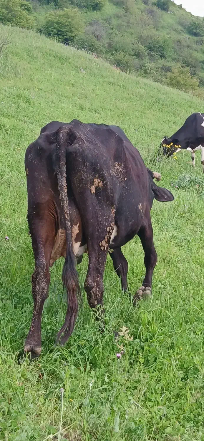 گاو|حیوانات مزرعه|گرمی, |دیوار