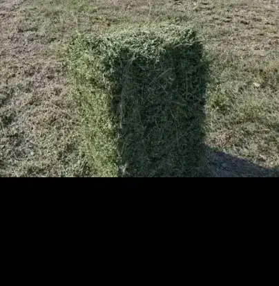 یونجه دیمه|لوازم جانبی حیوانات|مشهد, تبادکان|دیوار