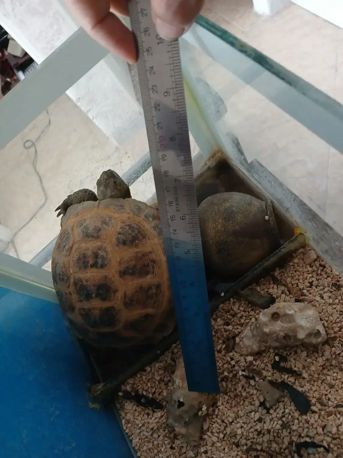 واگذاری خانگی|خزنده|مشهد, نکاح|دیوار