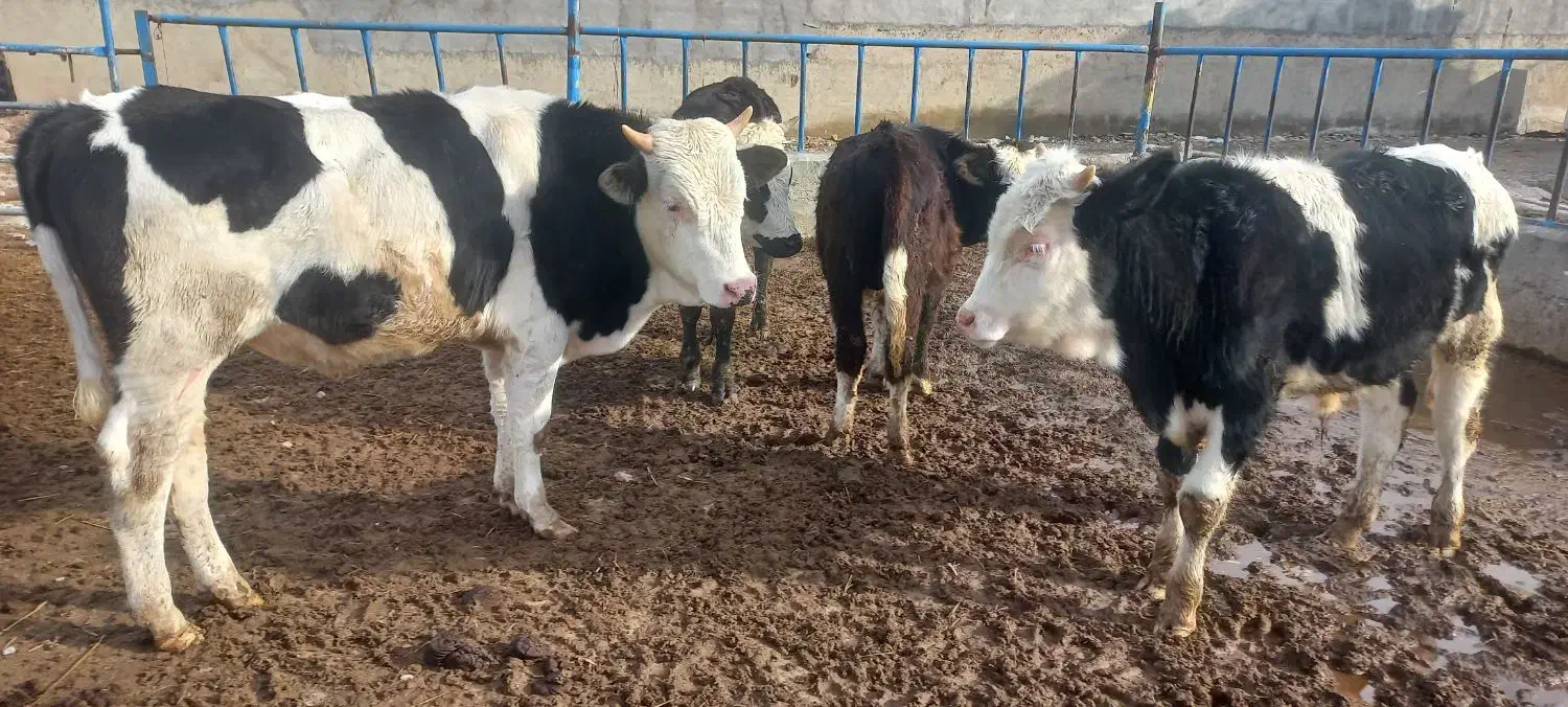 گوساله نر سیمینتال|حیوانات مزرعه|قزوین, |دیوار