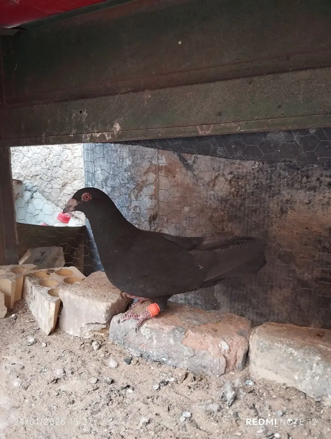 کفتر گم شده|حیوانات|یزد, |دیوار