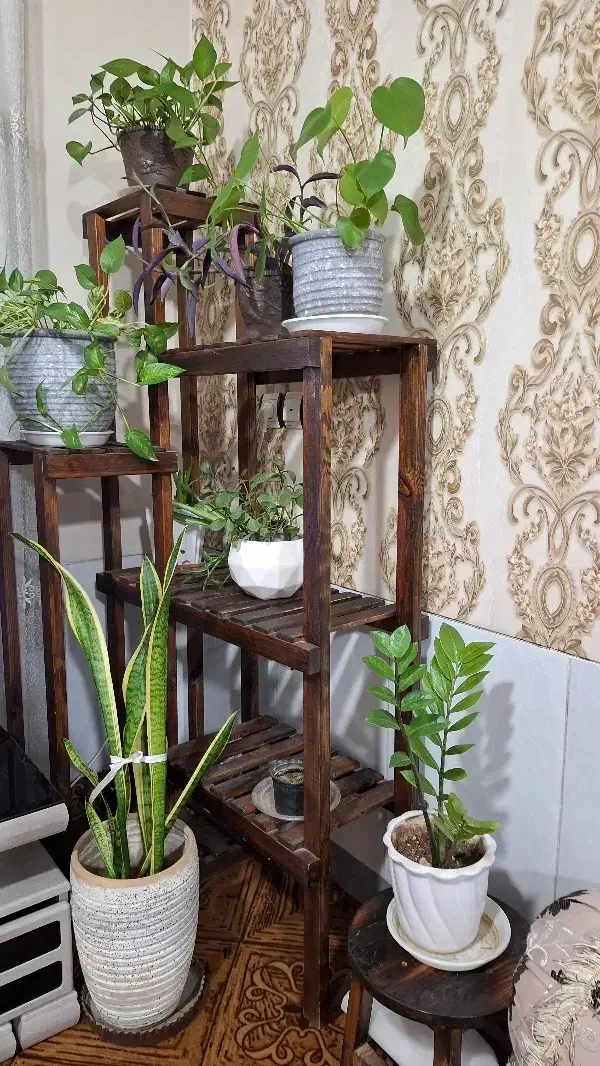 استند گل|گل و گیاه طبیعی|شیراز, کوشک میدان|دیوار