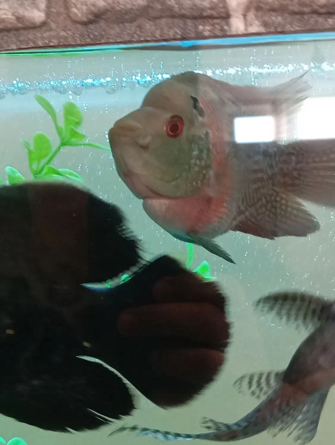 فلاور باکس|ماهی|سنندج, |دیوار