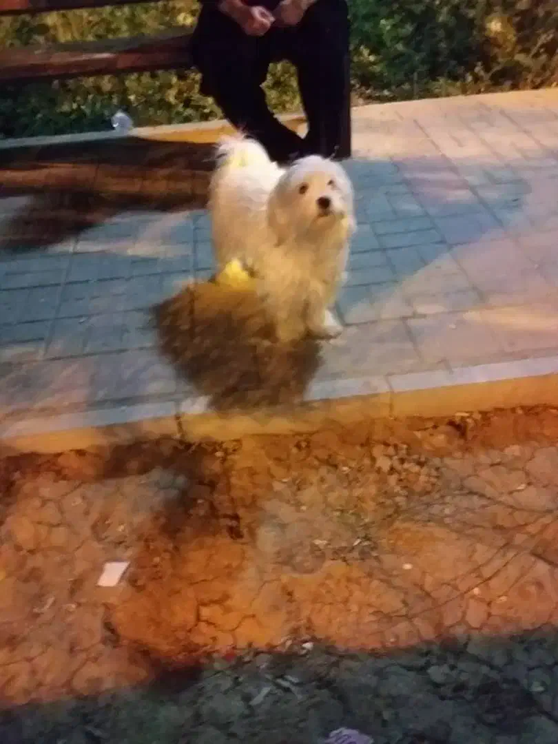 باسلام یک عدد توله سگ ماده به فروش میرسد|سگ|قم, مسکن مهر|دیوار