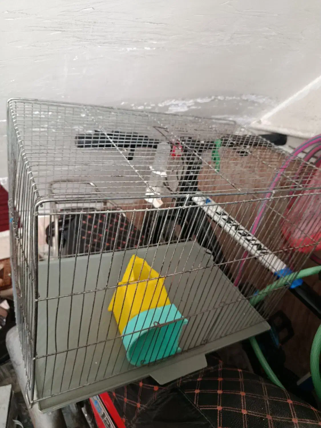 قفس پرنده|لوازم جانبی حیوانات|بروجرد, |دیوار