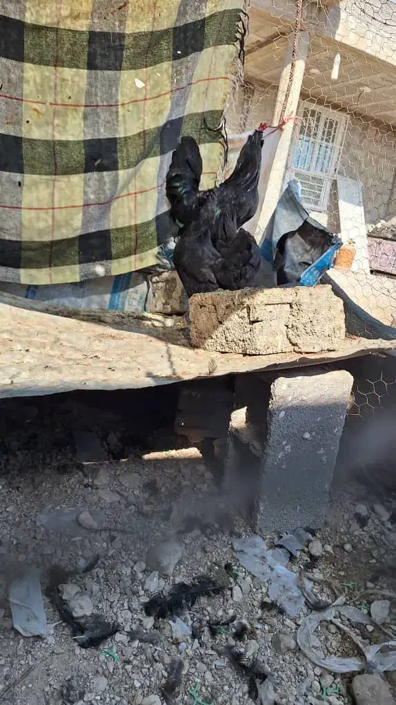 مرغ و خروس محلی|حیوانات مزرعه|خورموج, |دیوار