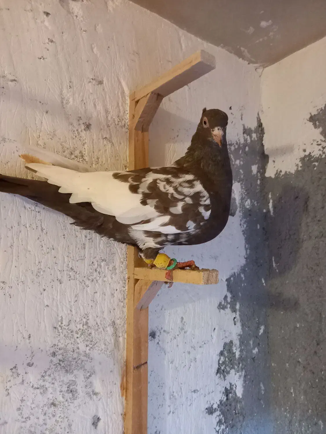 کبوتر رنگی قلدور|پرنده|مشهد, شهید قربانی|دیوار