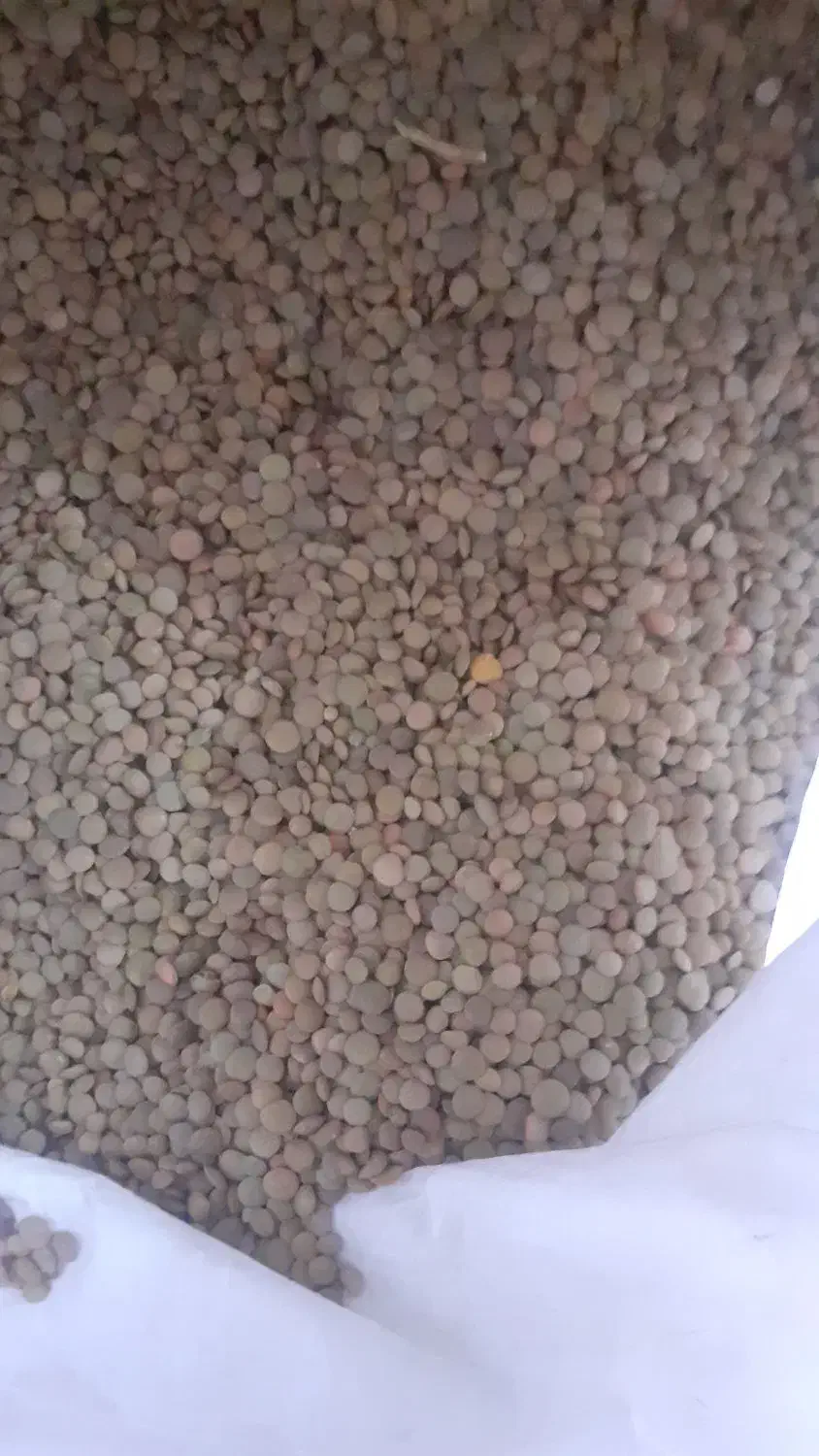 عدس محلی|خدمات باغبانی و درختکاری|شیروان (خراسان), |دیوار