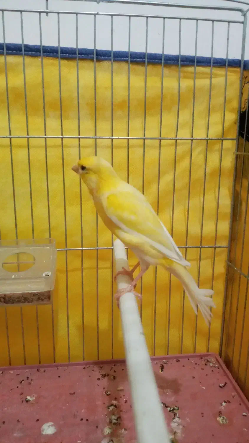 قناری نر|پرنده|اردبیل, |دیوار