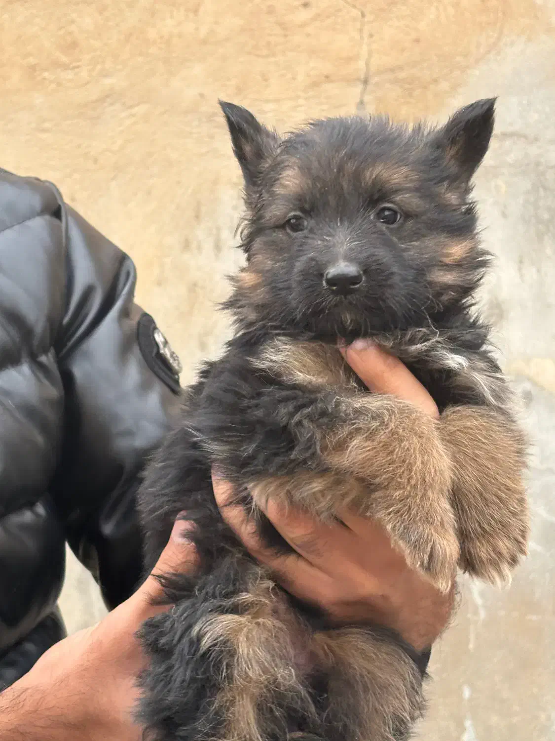 واگذاری توله شرمن بلک و دورنگ|سگ|کرج, فاز ۲ مهرشهر|دیوار