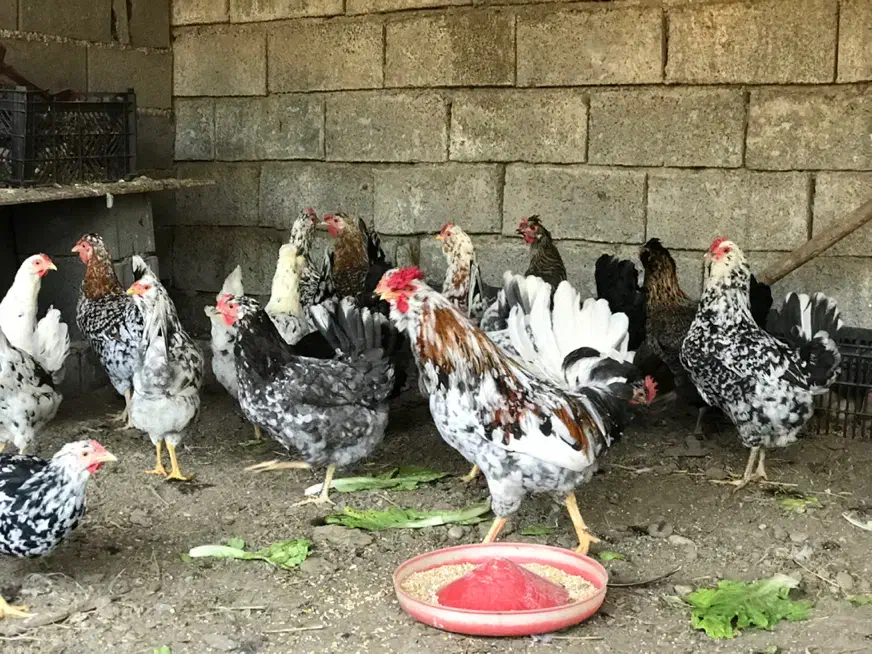 تخم و جوجه مرغ گلین لری|حیوانات مزرعه|بابل, |دیوار