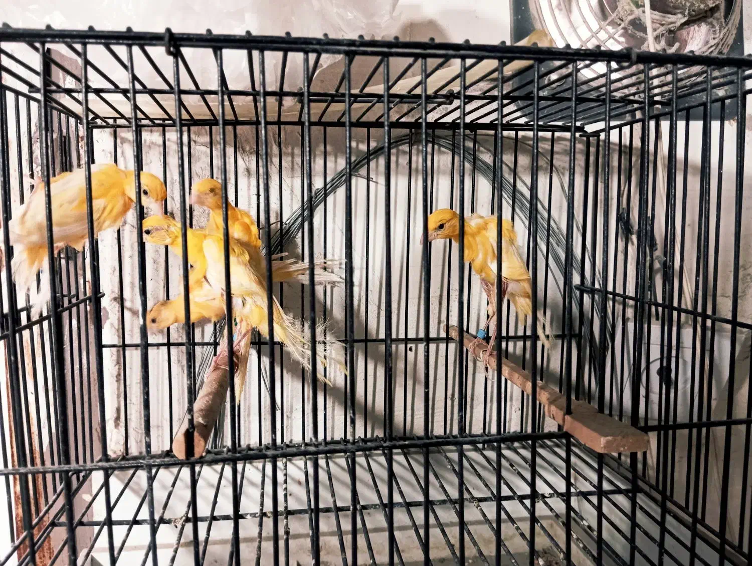 قناری جیبر جیبوس|پرنده|مشهد, هدایت|دیوار