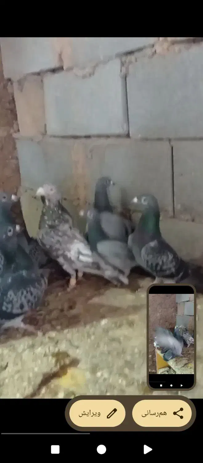 کبوترپلاکی|پرنده|آباده, |دیوار