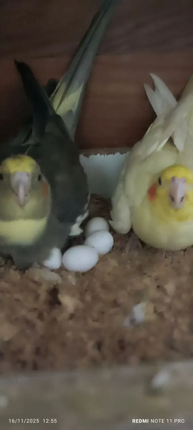 عروس هلندی جفت|پرنده|قم, دروازه ری|دیوار