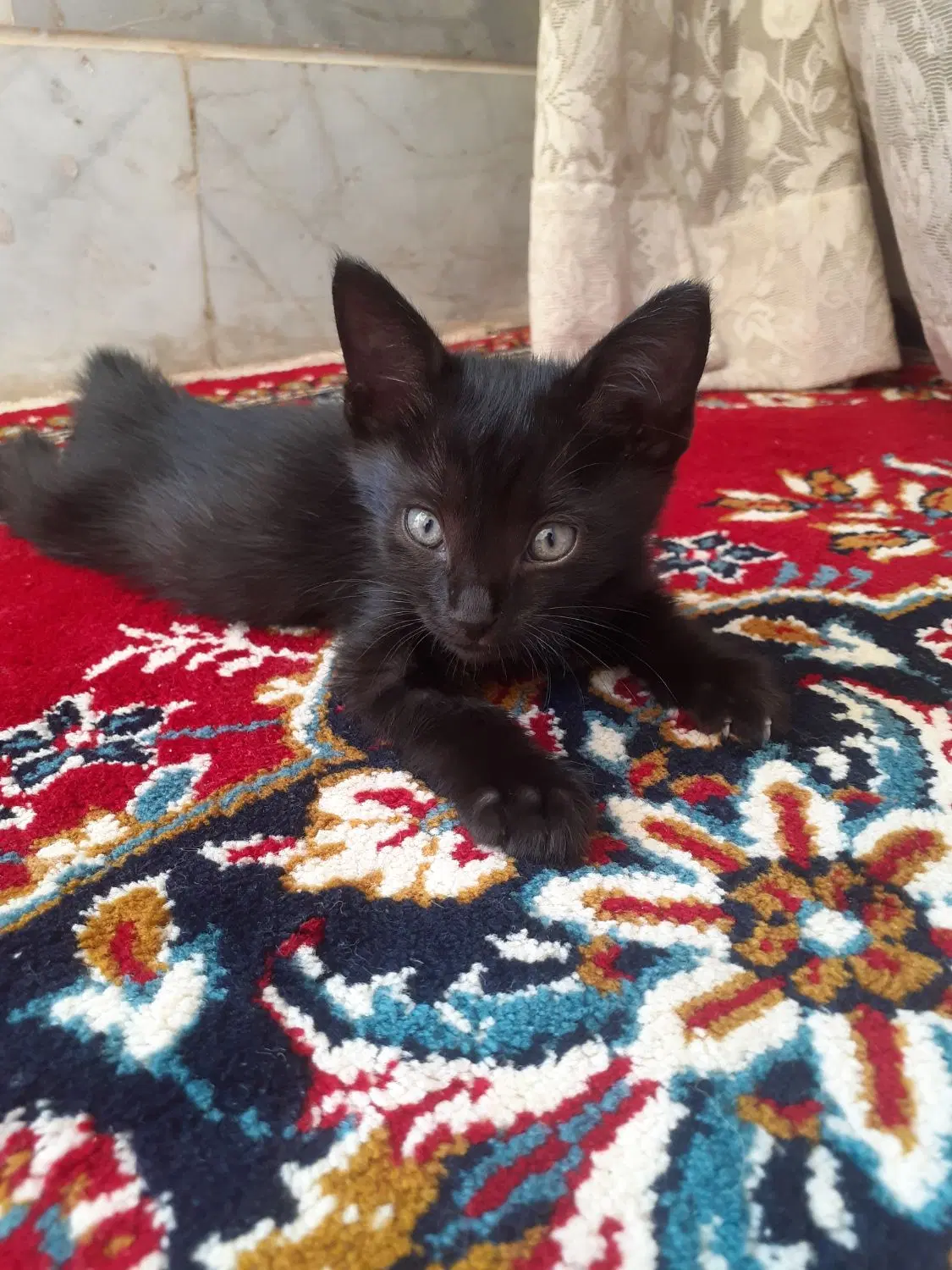 گربه|گربه|نظرآباد, نظرآباد|دیوار