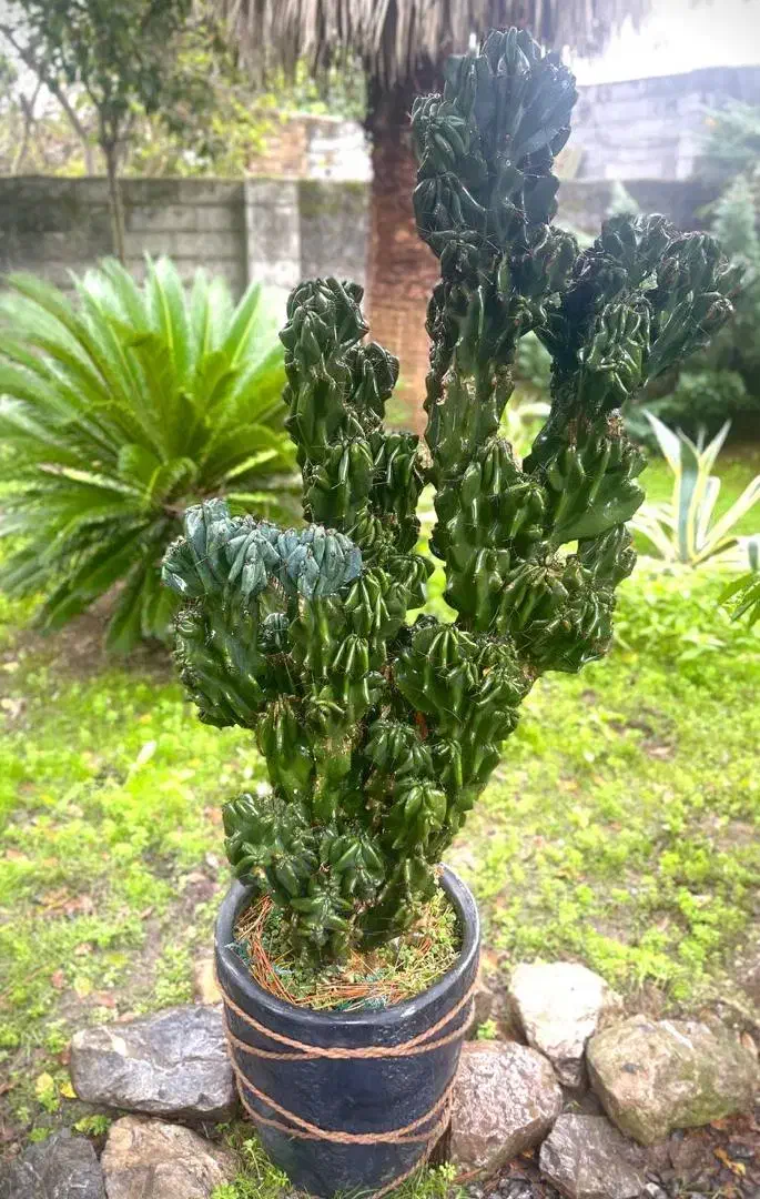 گل و گیاه زینتی|گل و گیاه طبیعی|دابودشت, |دیوار