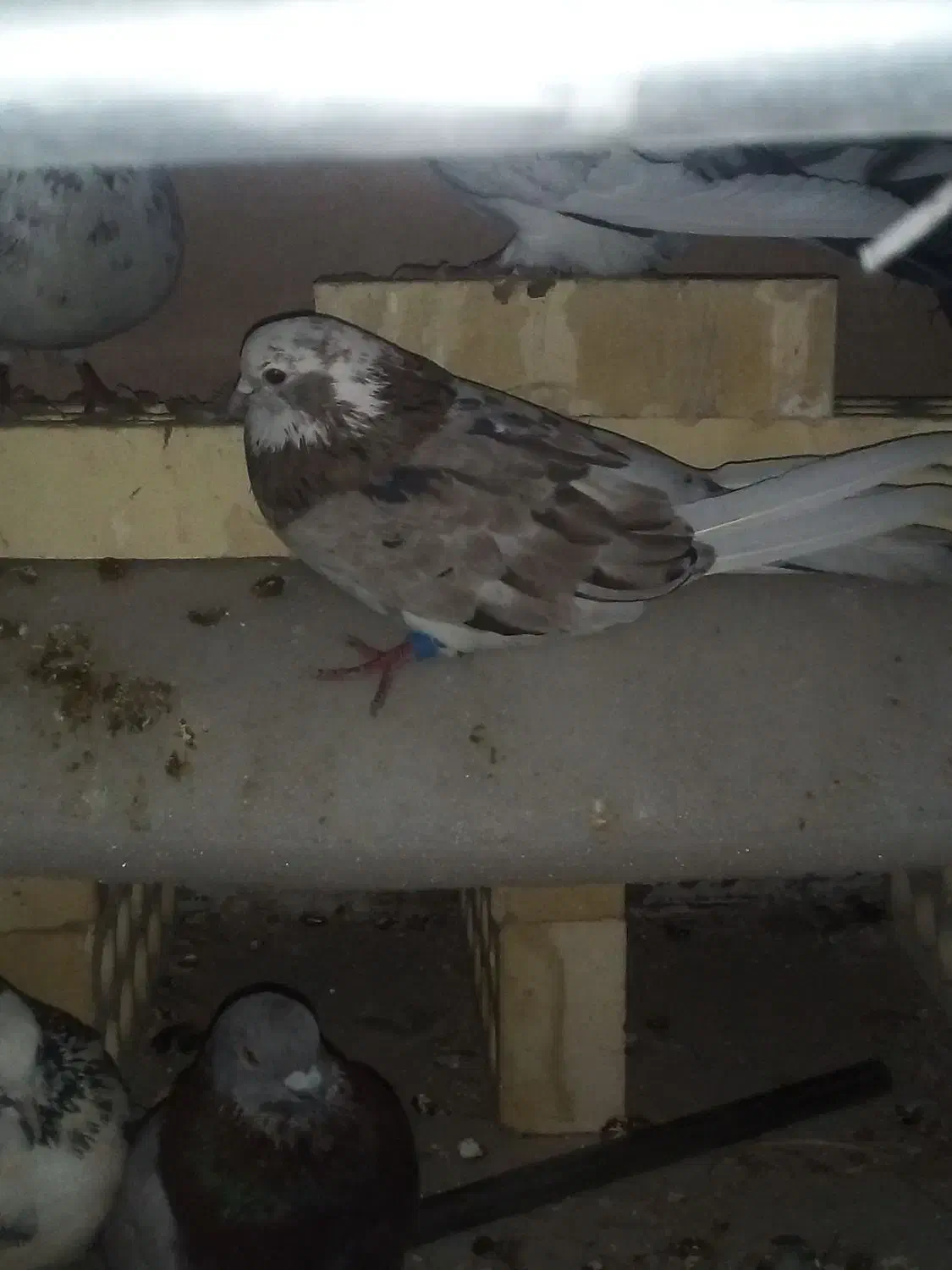 کفتر|پرنده|اصفهان, دارک|دیوار