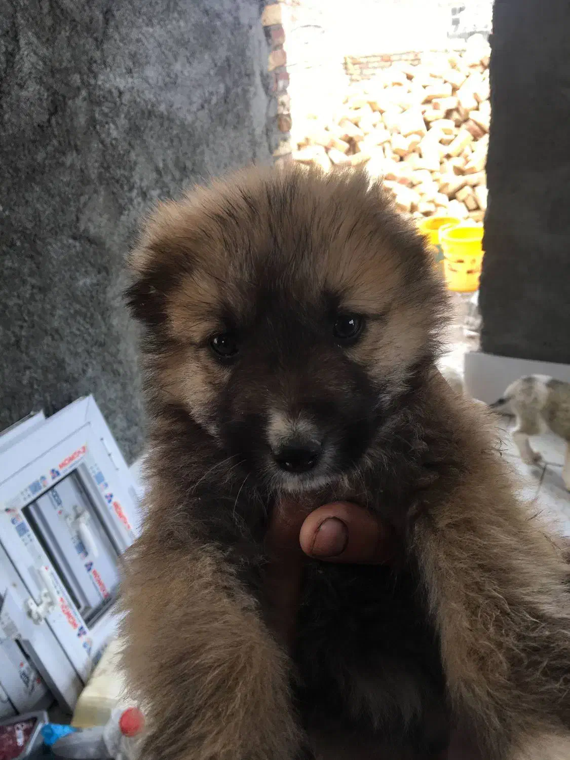 توله سگ|سگ|بیرجند, |دیوار