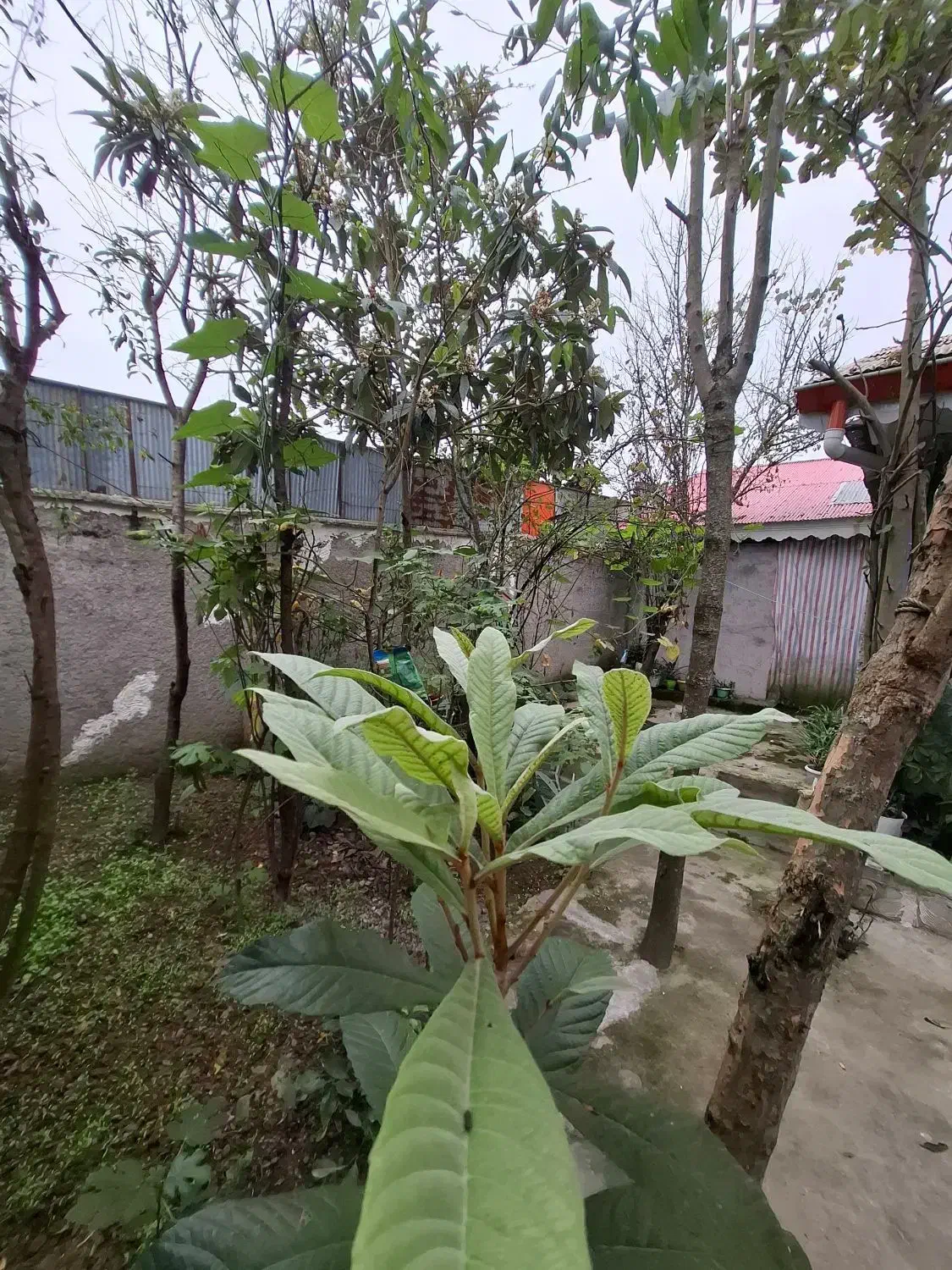 فروش خانه ویلایی/جاده لاکان/۱۵۳متری|فروش خانه و ویلا|رشت, لاکان شهر|دیوار