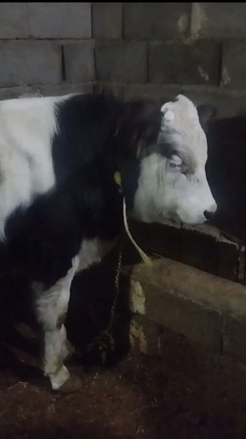 گوساله|حیوانات مزرعه|میاندوآب, |دیوار