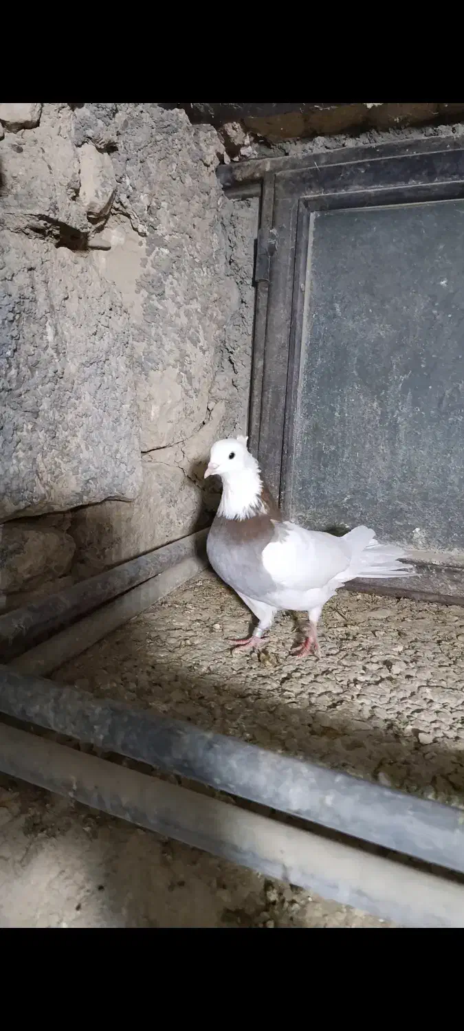 کبوتر طوقی|پرنده|بیجار, |دیوار