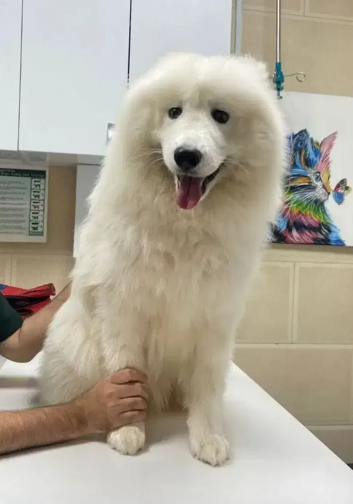 سگ سامویید|سگ|رشت, سلیمانداراب|دیوار