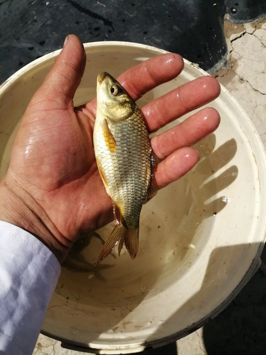 ماهی کپور طلایی|ماهی|تربت‌حیدریه, ترمینال|دیوار