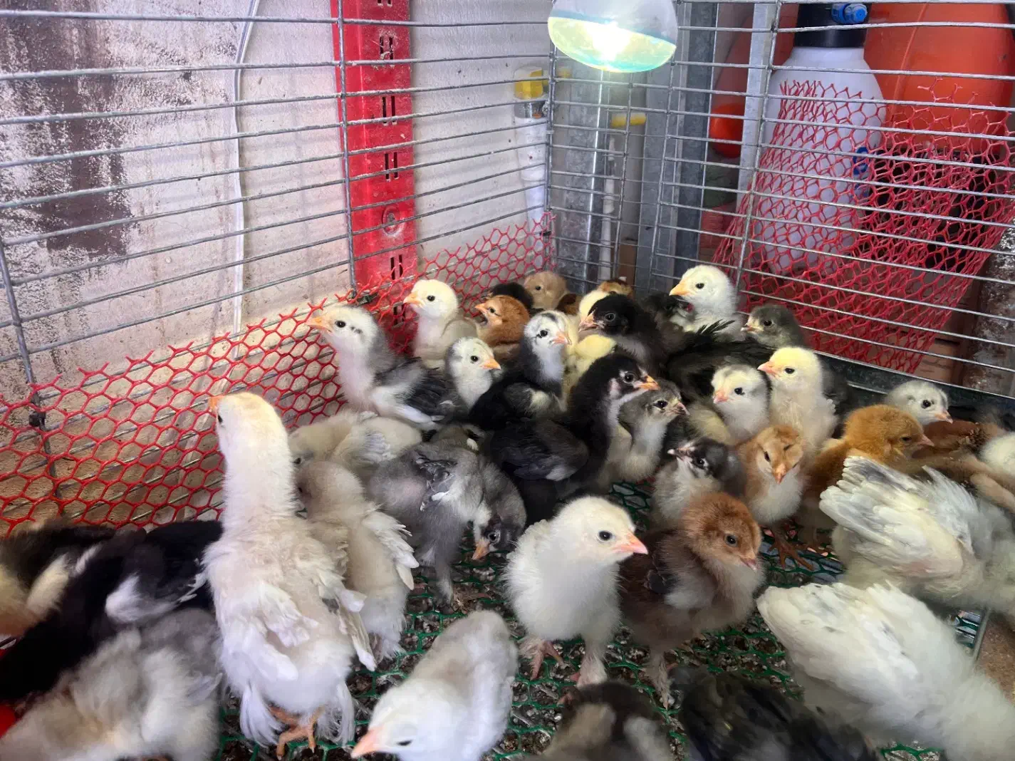 جوجه ازمولدین غول پیکر|حیوانات مزرعه|کاشان, فاز ۱ ناجی آباد|دیوار