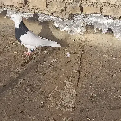 کفتر سینه ای خوش رنگ و طوقی و دم گیر ۱۵۰۰۰۰|پرنده|خمینی‌شهر, |دیوار