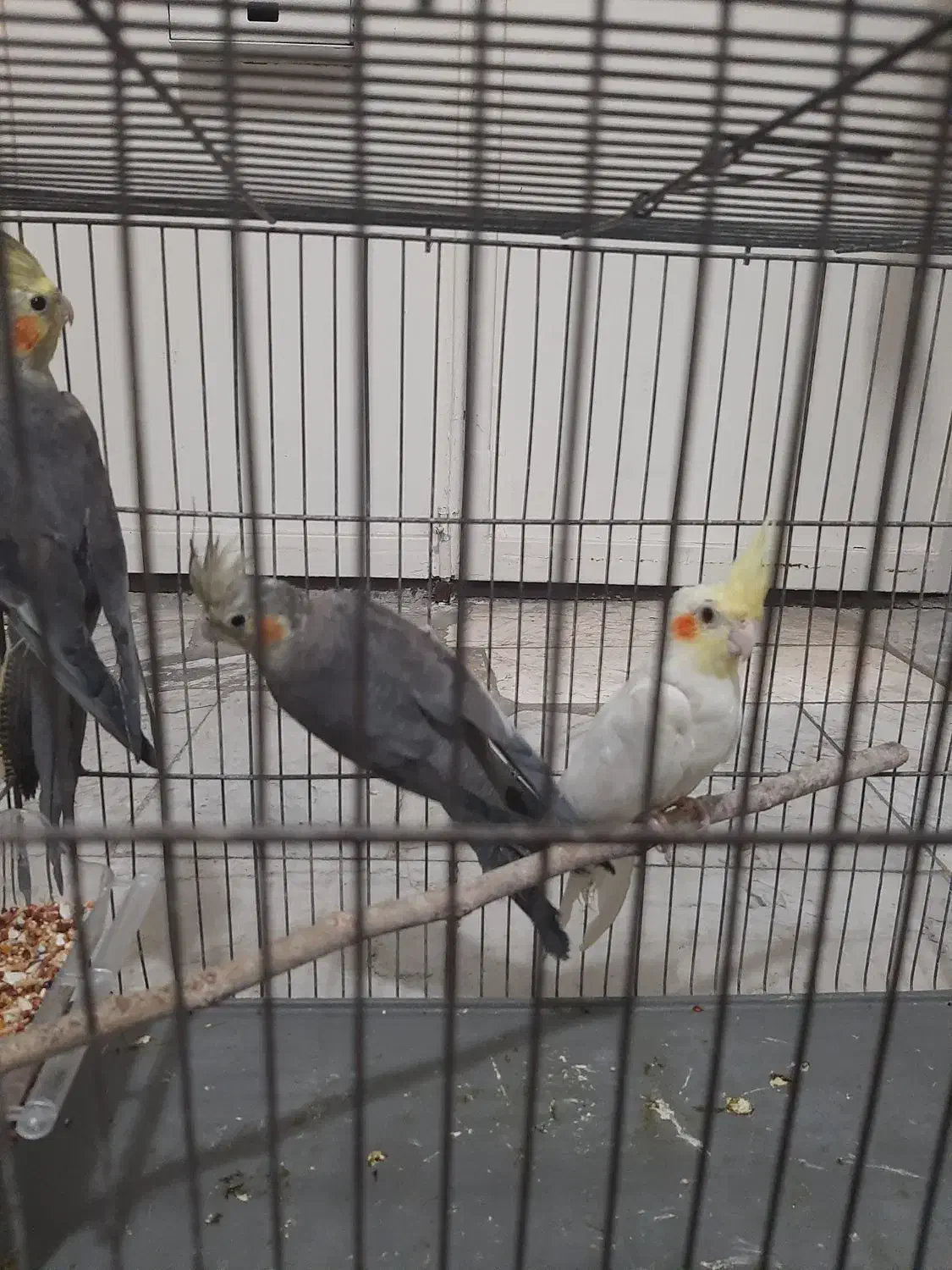 عروس هلندی|پرنده|قدس, شهرقدس|دیوار