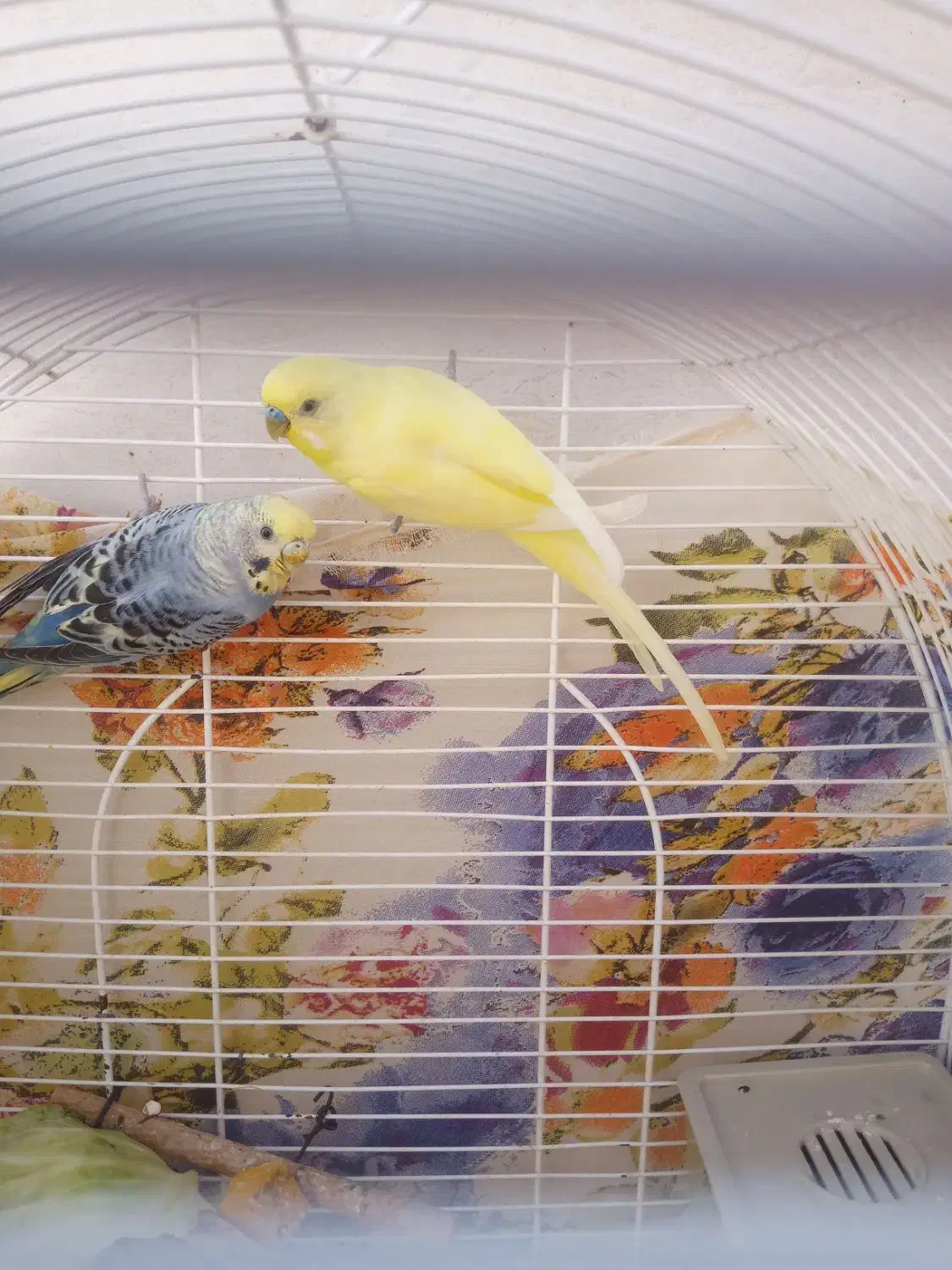 مرغ‌عشق|پرنده|جم, |دیوار