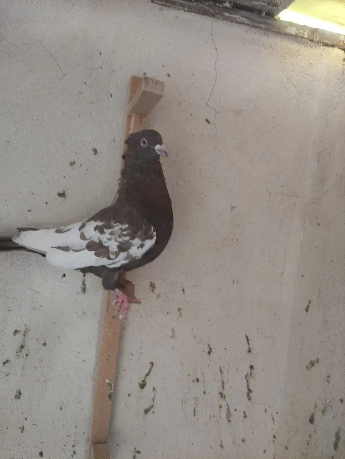 سه تا کفتر نر|پرنده|سیمکان, |دیوار