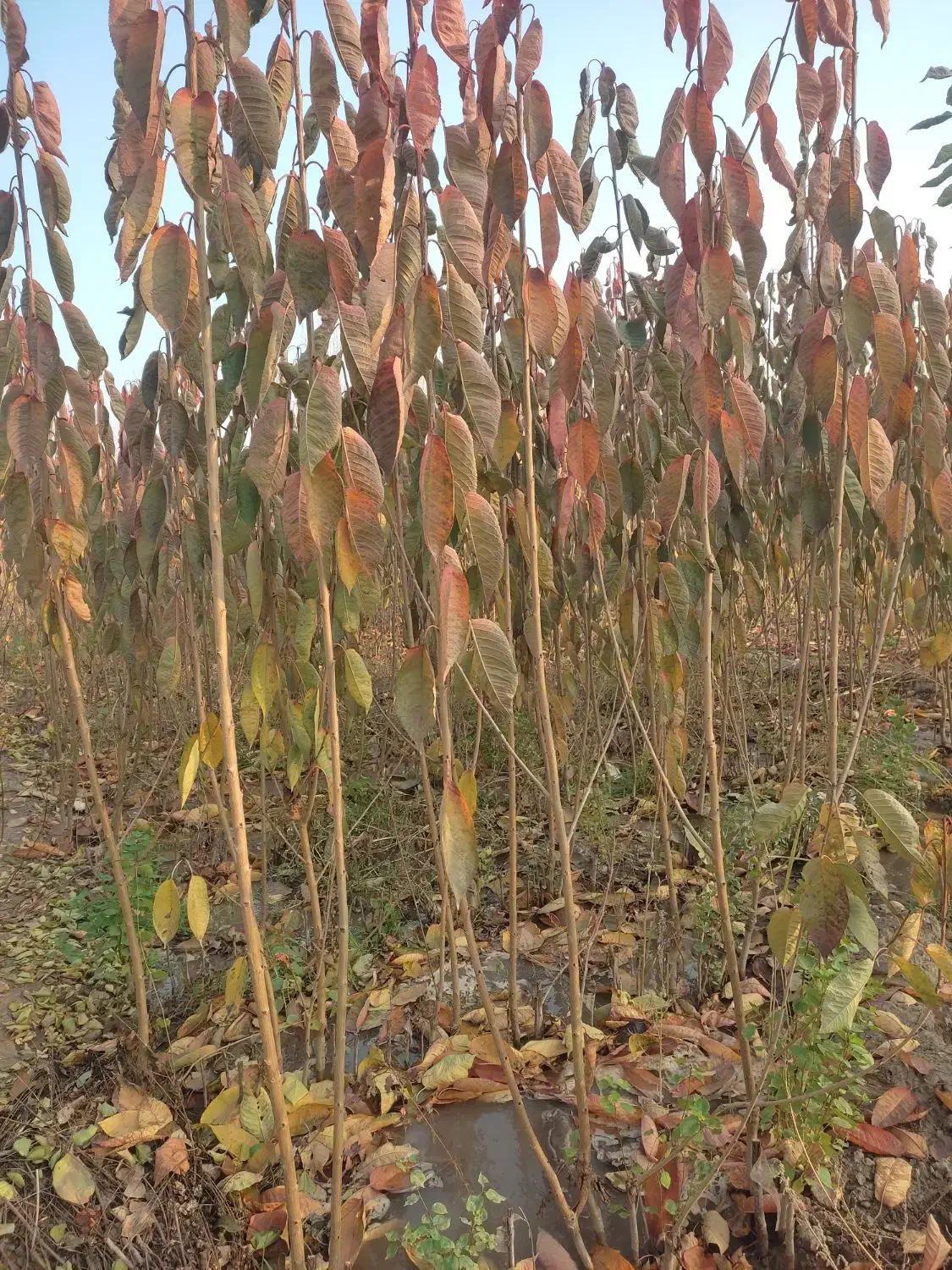 نیازمند سرمایه جهت ایجاد نهالستان|استخدام مالی، حسابداری، حقوقی|خوی, |دیوار