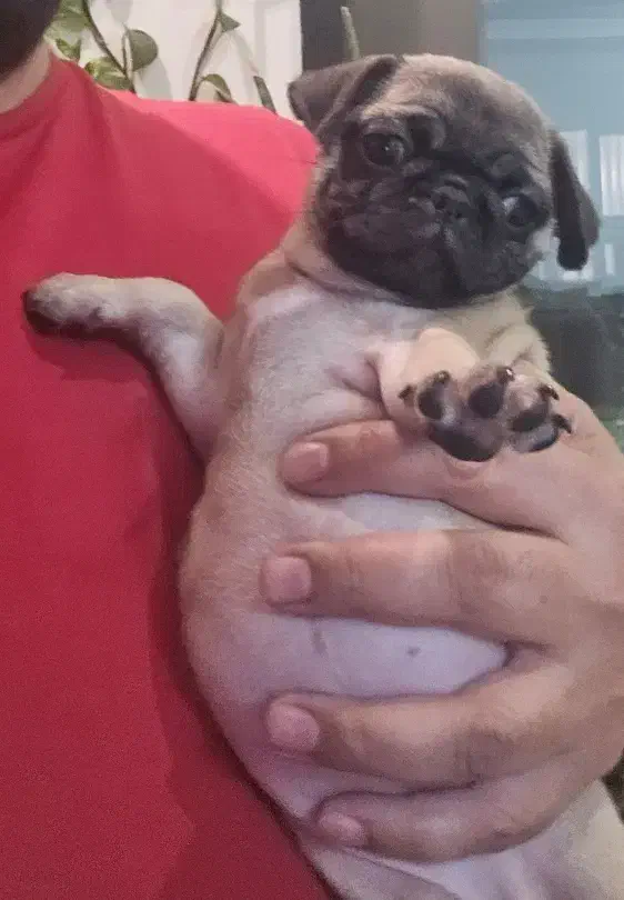 توله پاگ دو ماهه|سگ|تهران, مختاری|دیوار