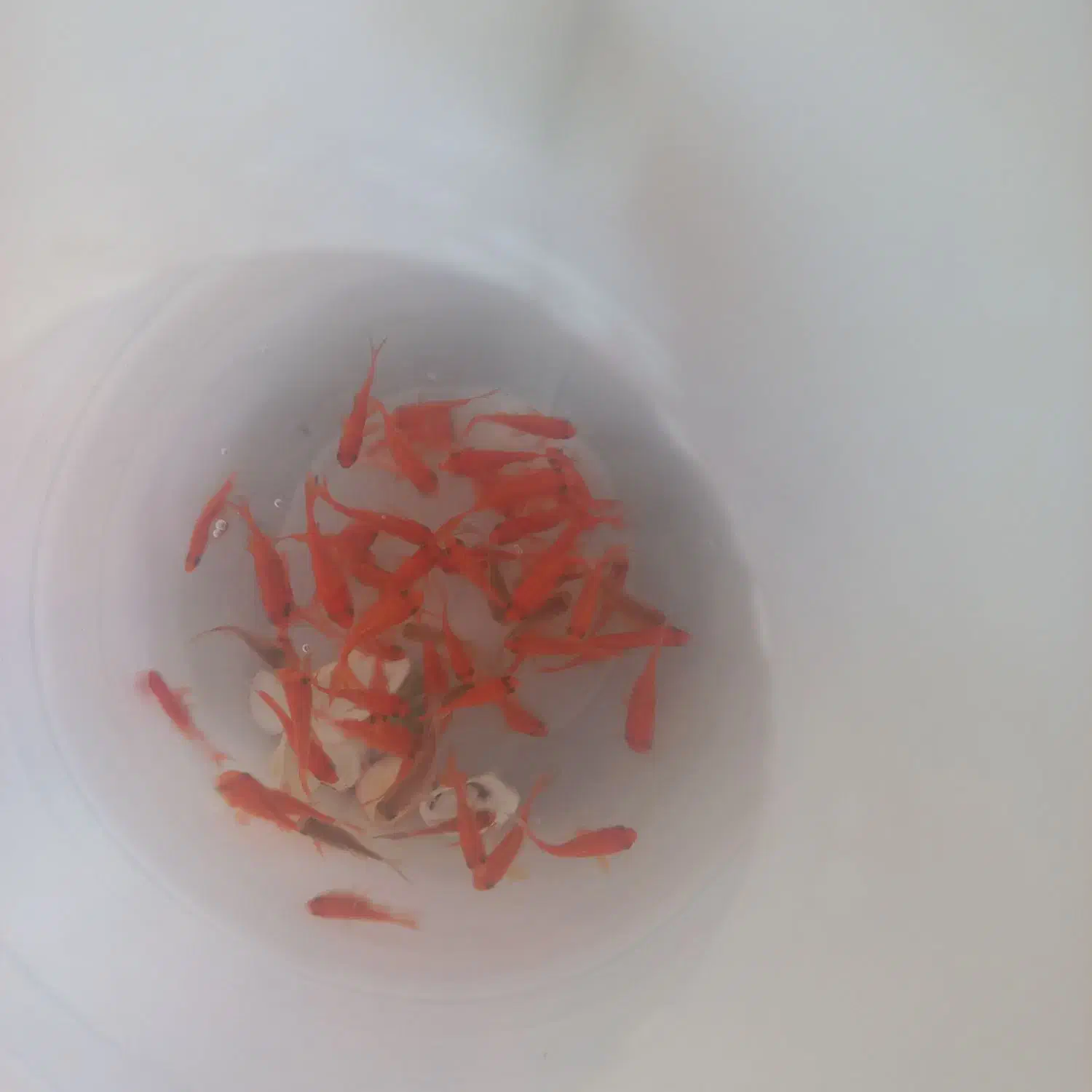 ماهی عید|ماهی|قم, شهرک امام حسین|دیوار