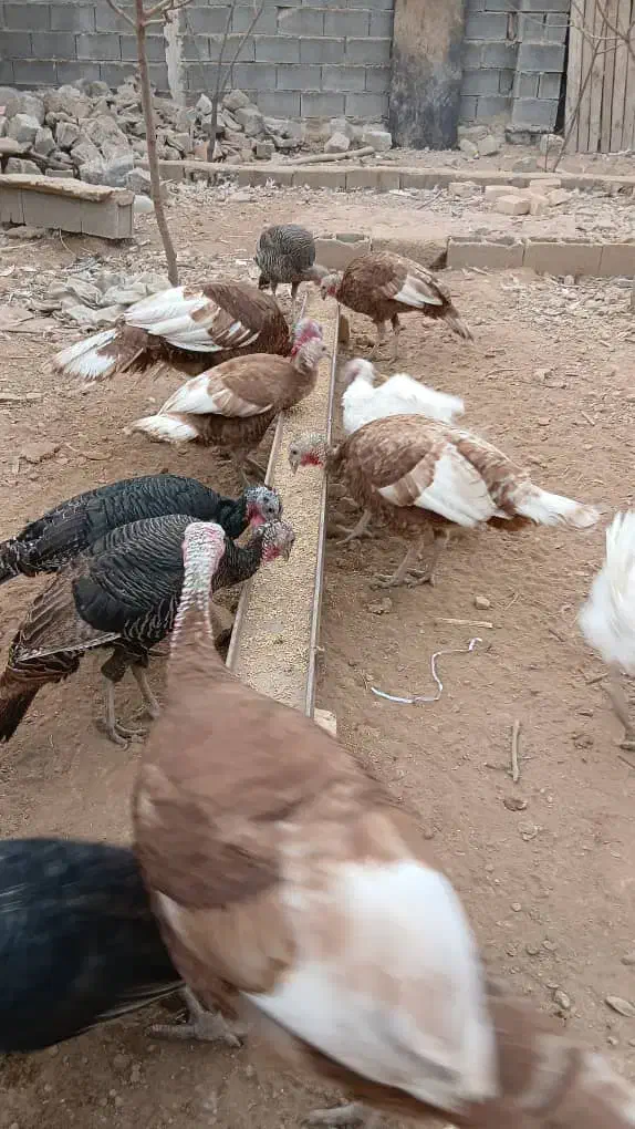 بوقلمون محلی تخم گذار|حیوانات مزرعه|شیراز, قلات|دیوار