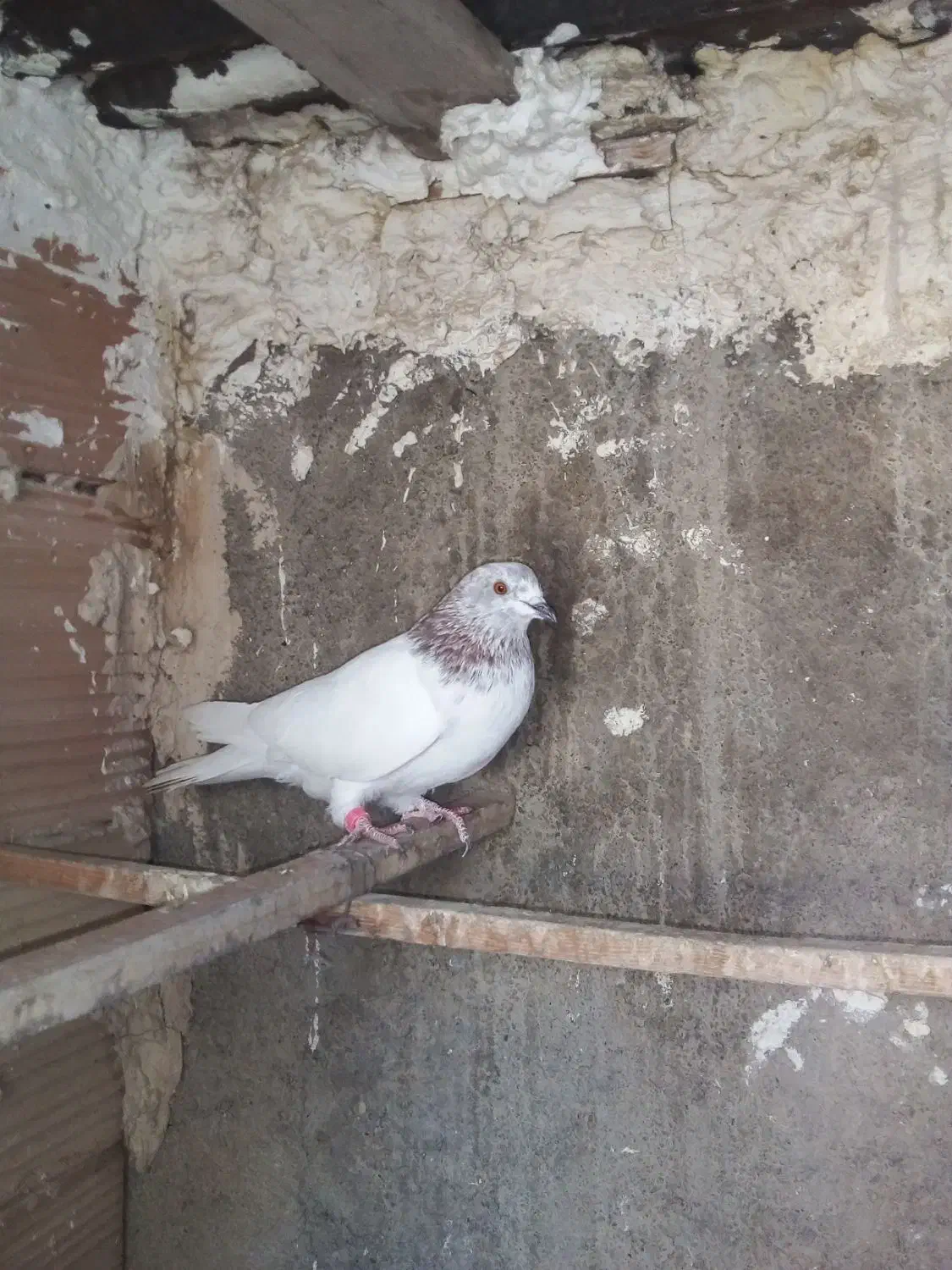 کبوترپرشی|پرنده|تهران, افسریه شمالی|دیوار