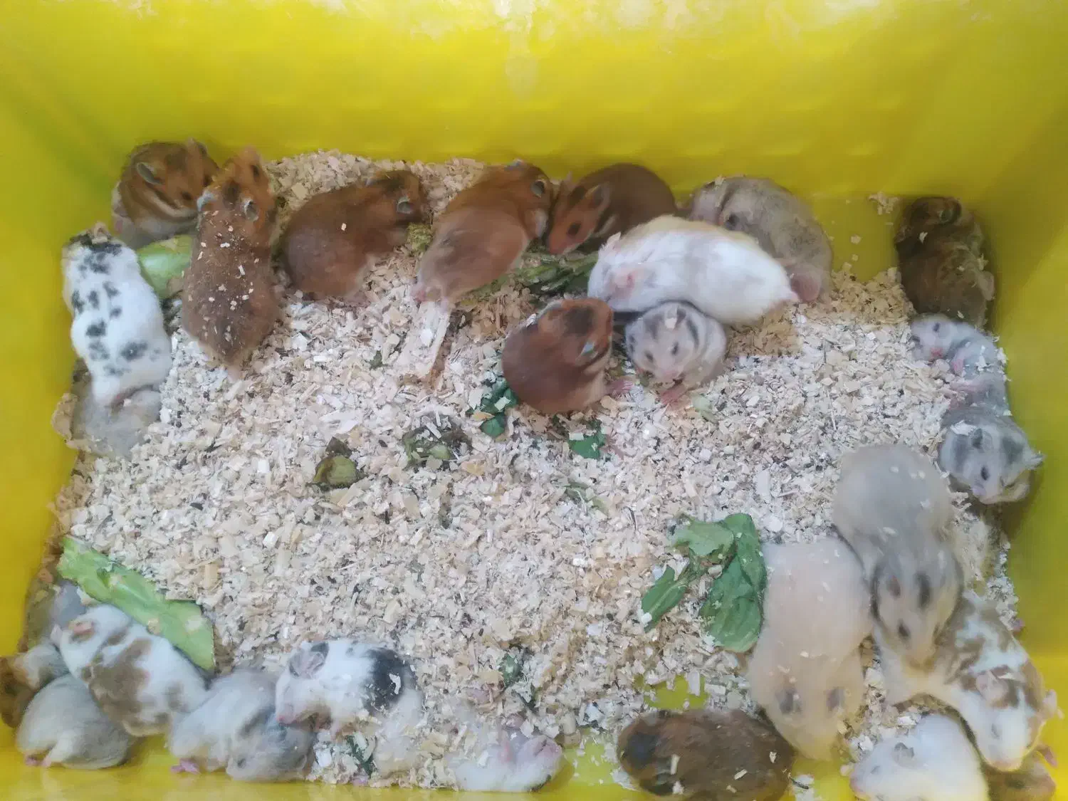 ۲۵ عدد همستر مولد|موش و خرگوش|تهران, پیکان شهر|دیوار