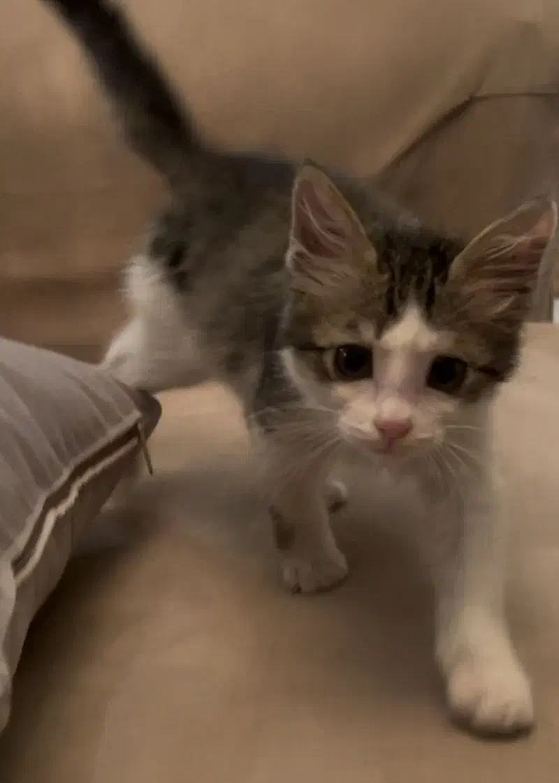 واگذاری گربه نر ۲/۵ ماهه دی اس اچ|گربه|تهران, قیطریه|دیوار