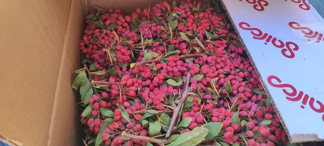زرشک تازه/تحویل در افسریه/تسویه بعد از تحویل|خوردنی و آشامیدنی|تهران, قصر فیروزه ۲|دیوار