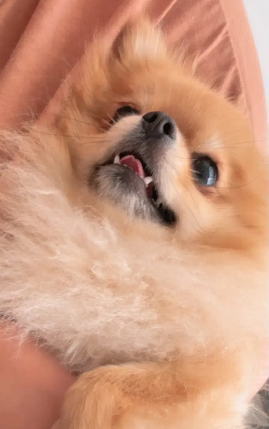 پامرانین پرتقالی ماده خرسی|سگ|تهران, جنتآباد شمالی|دیوار