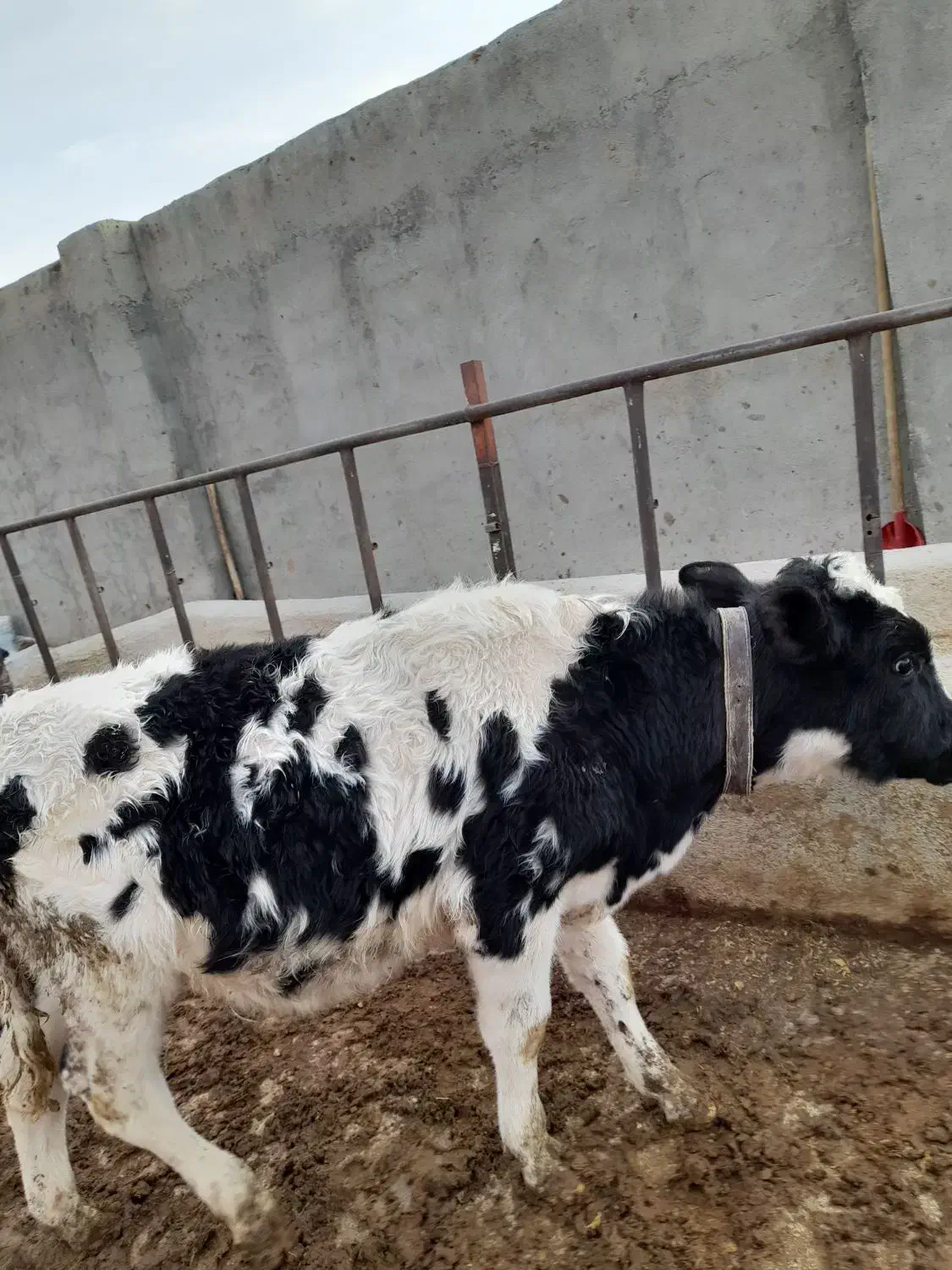 گوساله هلشتاین نر|حیوانات مزرعه|فامنین, |دیوار