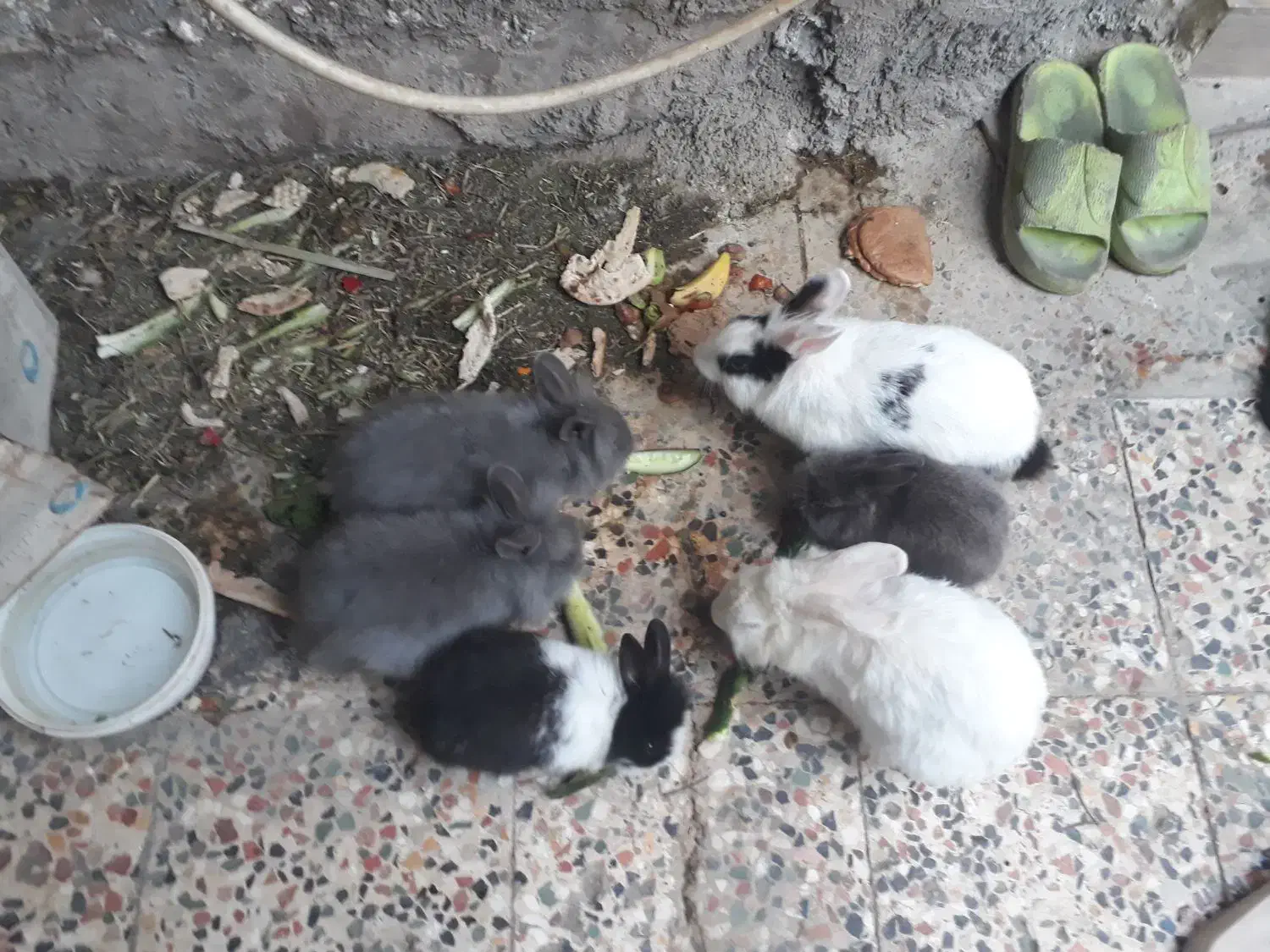 حیوانات خانگی|موش و خرگوش|شوش, |دیوار