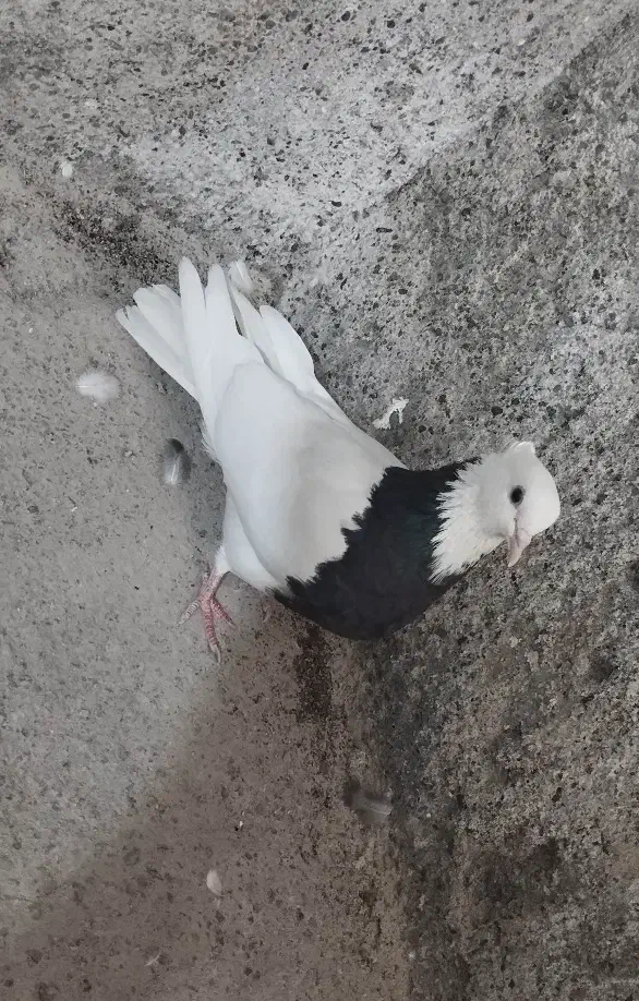 کبوتر طوقی کاکل|پرنده|خلیل آباد, |دیوار