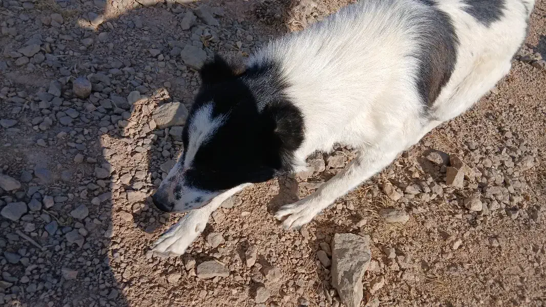 سگ گوسفندی|سگ|شیروان (خراسان), |دیوار