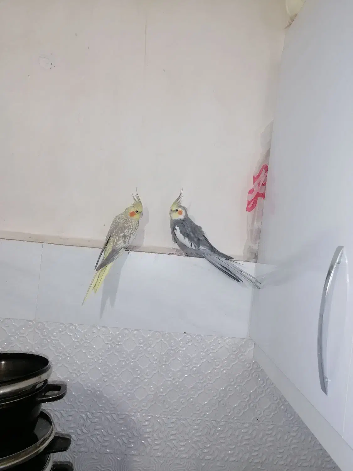 یک جفت عروس هلندی سالم و سرحال|پرنده|گلبهار, شهر جدید گلبهار|دیوار