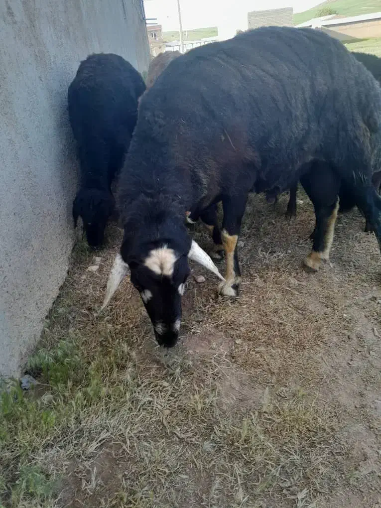 کود حیوان|خدمات باغبانی و درختکاری|سارال, |دیوار